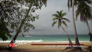 Martinique  Sainte Anne la plage des Salines [upl. by Giulietta]