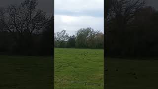 Capturing the birds and view near sadlers mill Romsey birdwatch [upl. by Lloyd]