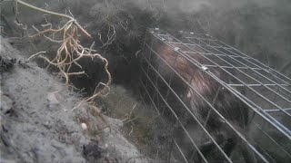 Muskrat Trapping With Underwater Footage [upl. by Ellerihs429]