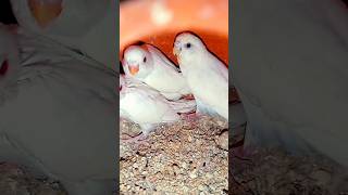 bodri pakhir breeding progressshorts trending viral videosparrot birdscomedy Birdbreeding28 [upl. by Nuaj]