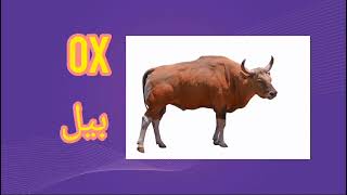 Domestic Animals Name in English and Urdu  Learn Animals Name ElearningStudio [upl. by Irolam]