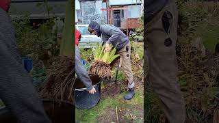 Colocasia esculenta Jacks Giant Wykopywanie zimowanie uszy słonia Porady ogrodnicze [upl. by Stead973]