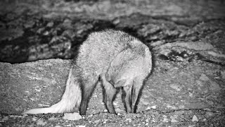 WhiteTailed Mongoose At Ol Donyo Lodge [upl. by Gnilrits757]