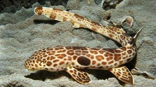 Epaulette Shark [upl. by Deadman]