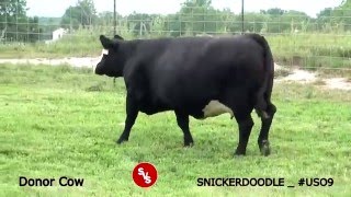 SNICKERDOODLE  US09 Donor CowSHENANDOAH VALLEY SIMMENTALS [upl. by Dumm]