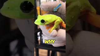 Why frogs make croaking sounds 🐸 [upl. by Alick]