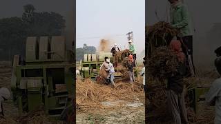 Thareshar song video dhan shortvideo reel kating farming villagelife kisan kheti short [upl. by Brigitta]