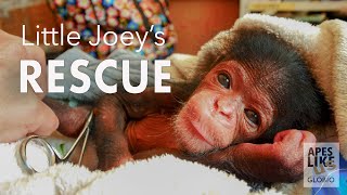 Chimp Little Joeys RESCUE [upl. by Shantee]