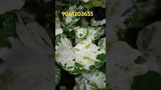 indoorplants Aralia variegated rare plantsalegardeningph9061203655 [upl. by Ron]