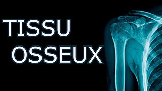 HISTOLOGIE  TISSU OSSEUX  COURS DÉTAILLÉ [upl. by Newman352]