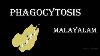 PHAGOCYTOSIS IN MALAYALAM [upl. by Elsilrac]