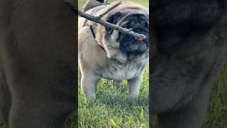 Pug doesn’t care for Stick [upl. by Vigor]