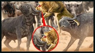 Insane Moments Injured Lion Fights Wildebeests Wild Buffalo and Horned Prey  Animal Attacks [upl. by Yblehs]