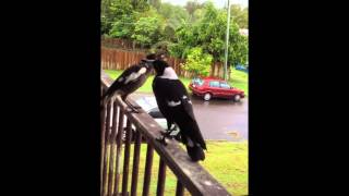 Australian magpies  singing and begging [upl. by Marilyn]