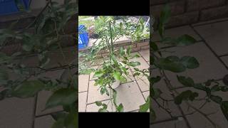 Harvesting kaffir lime leaves without harming the plant harvest plants garden [upl. by Chellman]