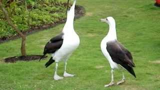 Laysan Albatross Courtship Dance [upl. by Atiluap758]