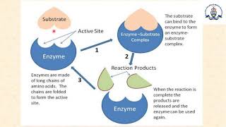 Biotechnological importance of enzymes Lecture  07HND3rd Semester20192020 [upl. by Atalante]