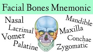 Facial Bones of the Skull Mnemonic Anatomy Animation [upl. by Luar]