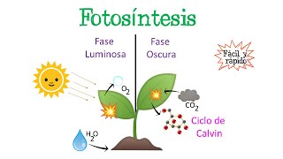 🌿Fotosíntesis  Fase Luminosa y Oscura  Ciclo de Calvin🌞 Fácil y Rápido  BIOLOGÍA [upl. by Carleton]