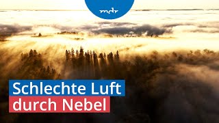 Feinstaub Belastung bei dichtem Nebel besonders hoch  MDR um 4  MDR [upl. by Camilia]