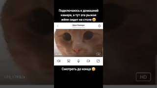 ПРОВЕРКА КОТА ЧЕРЕЗ КАМЕРУ  tiktok kotyakz [upl. by Aillicirp]