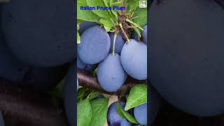 Top 20 PLUM Fruit Variety 1 min HowWhat Make Nature Crop Plant [upl. by Narda]