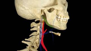 Arteria Carótida Externa [upl. by Alad147]