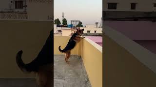 German Shepherd dog barking  gsd dog barking  dog barking  puppy barking [upl. by Neroc]