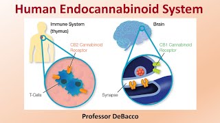 Human Endocannabinoid System [upl. by Anoi337]