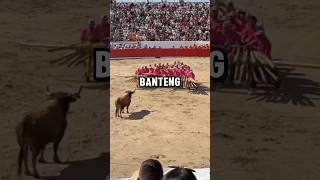 1 banteng vs 20 orang [upl. by Elahcim]