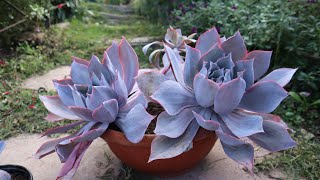 Cuidados de la Echeveria Afterglow [upl. by Ergener]