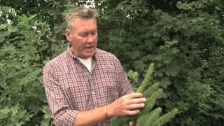 Identifying Norway Spruce [upl. by Kacy650]