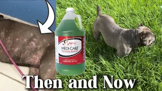 Shapleys Original MTG Plus Review  HOW TO USE  RESULTS  Dog HairSkin Solution [upl. by Fairley181]