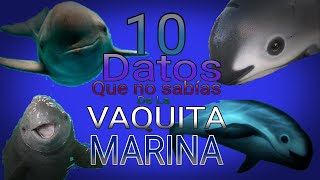 10 Cosas que NO SABÍAS de la VAQUITA MARINA  OswaldoTv Ideas [upl. by Nancy]