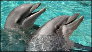 Dolphins Playing Tursiops truncatus [upl. by Pellegrini167]