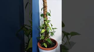 Indoor plants lovers watch my collection viralvideo plants goanvlogger plantlover garden [upl. by Bocaj]