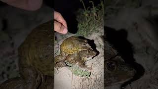 Catch the four frogs to comedy  funny frogs compilation  frog and toad are friends for fun [upl. by Nadaha663]