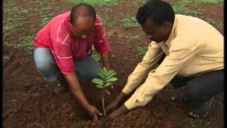 KRISHI DARSHAN NARROWCAST  VNR BIHI KI KHETI SE LABH SAFALTA KI KAHANI DT11122014 [upl. by Assirhc]