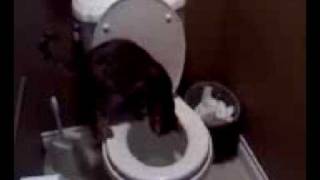 Cat flushes toilet [upl. by Bergstrom96]