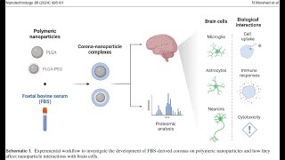 PLGAPEGamine from PolySciTech used in development of nanoparticles for braintissue penetration [upl. by Anelah]