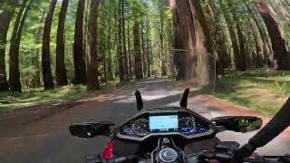 2023 Goldwing Adventures Riding the Redwoods [upl. by Stultz]