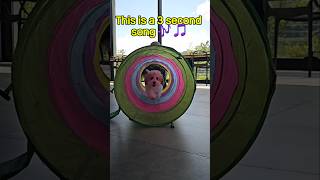 This is a 3 second song 🐶 🐕 puppy pets cute dog [upl. by Okoyik]