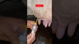 ساڑو کا شافیِ علاج  Mastitis treatment  cefeximine L spraymastitis animals vet cow farming [upl. by Atsylak]