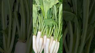 🌿🌱 Immunity Booster Multivitamin Green Muli Bhaji Recipe  Healthy Recipe shorts viralvideo [upl. by Studner670]