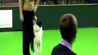 Crufts 2007  Obedience Championship  Jackie amp Tally  full round [upl. by Anniram654]