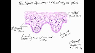 Learn to make stratified squamous keratinized epithelium [upl. by Jandel]