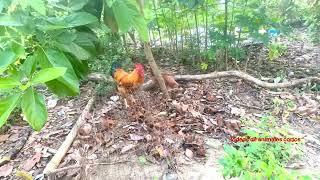 Gallo pisando gallina Ayam kawin Rooster mating [upl. by Rubina]