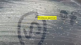 Proteus penneri growrh on CLED agar of Urine culture [upl. by Emmaline696]