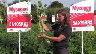 Soybean Report Tips For Selecting The Best Soybean Variety For Your Field [upl. by Ynar]