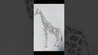 Giraffe Drawing giraffedrawing [upl. by Oderf]